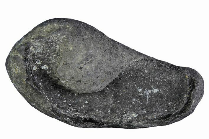 Fossil Whale Ear Bone - Miocene #177763
